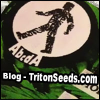 marihuana thc i konopie cbd na tritonseeds.com