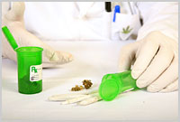 marihuana-laboratorium-badanie-cannabis