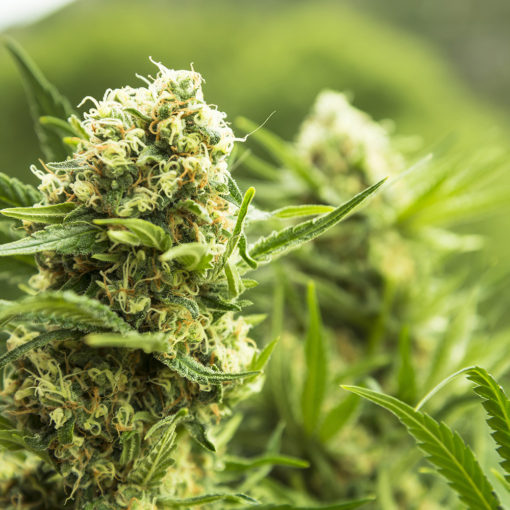 Cannabis marihuana thc nasiona odmiana kupowanie nasion marihuany