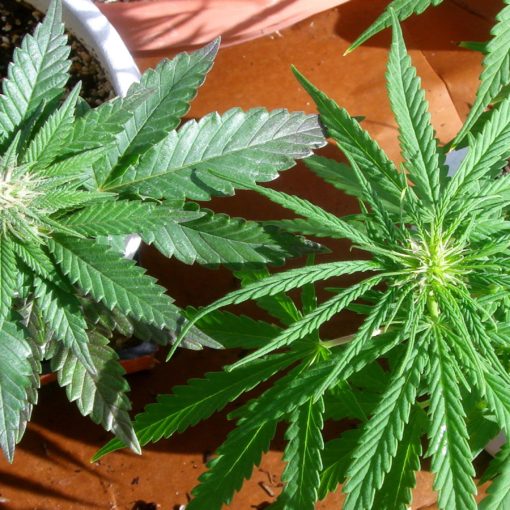 Cannabis indica auto nasiona jaka jest roznica cannabis sativa cannabis indica