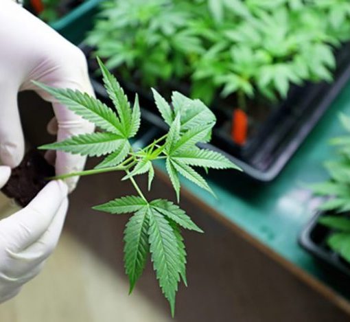 Wniosek regulujacy marihuane