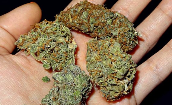 Nasiona uprawa konopi uprawa cannabis