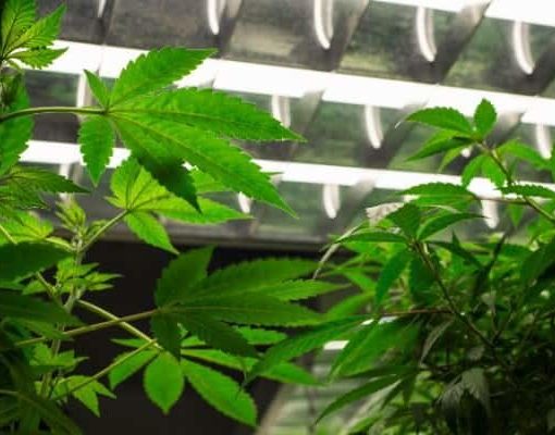 Odpowiednie swiatla do uprawy ndoor