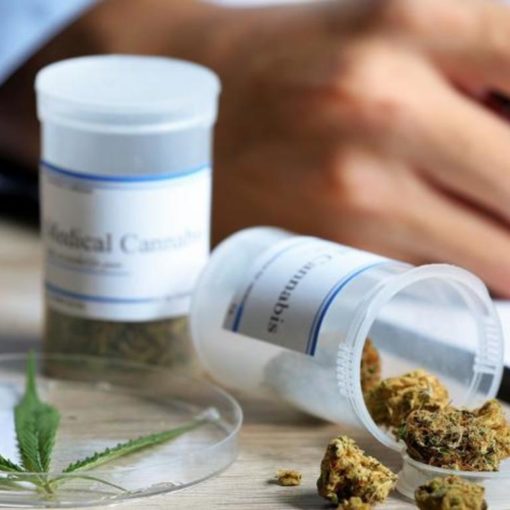 Cannabis marihuana uprawa najlepszej