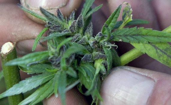 Zbiory paki marihuana