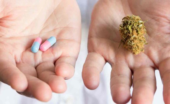 Badania marihuana cannabis