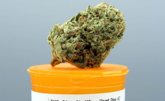 Cannabis zapomniane zabiegi 2701