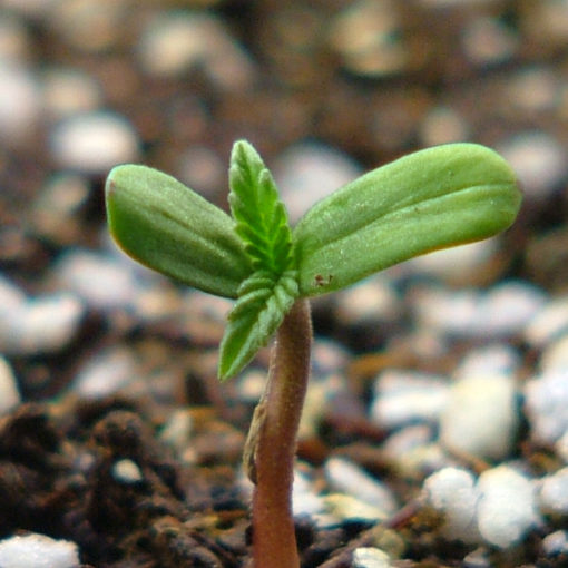 Kielkowanie rosliny marihuany