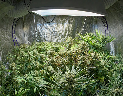 A kiedy rosliny marihuany nie kwitna 123