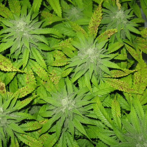 A negatywny wplyw prohibicji na matki 1