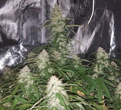 A recenzja nasion odmiany big bud 12