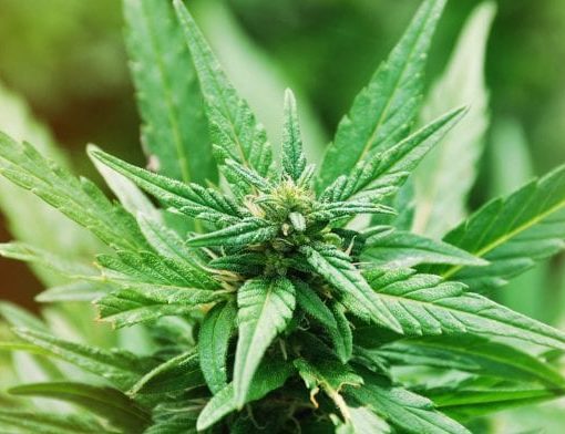 A cbd i leki na recepte