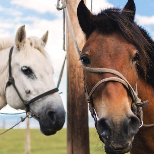 A konopie dla koni 24