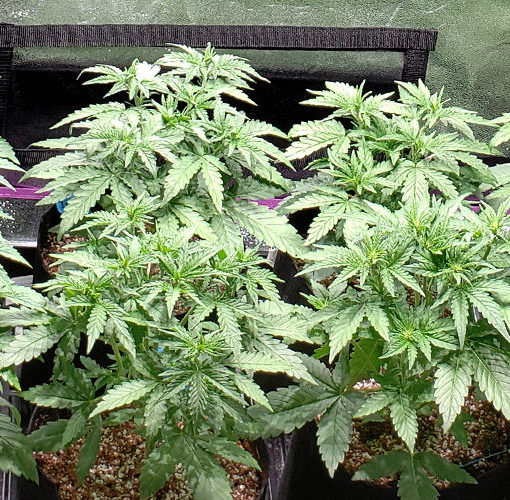 Argentyna legalizuje uprawe marihuany 3