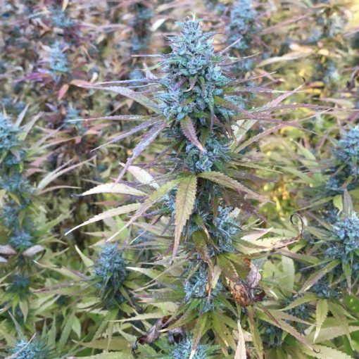 Brak pestycydow w uprawie