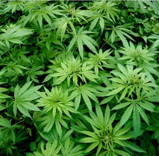 Cbd zachowuje swiezosc truskawek 0 1