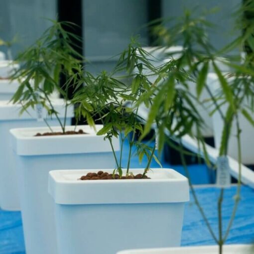 Delta 8 thc marihuana