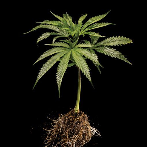 Gnicie pąkow marihuany 0