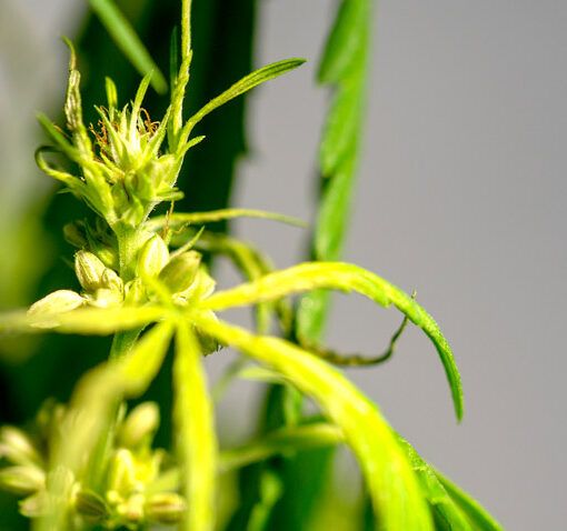 Hermafrodytyzm w uprawie marihuany 2