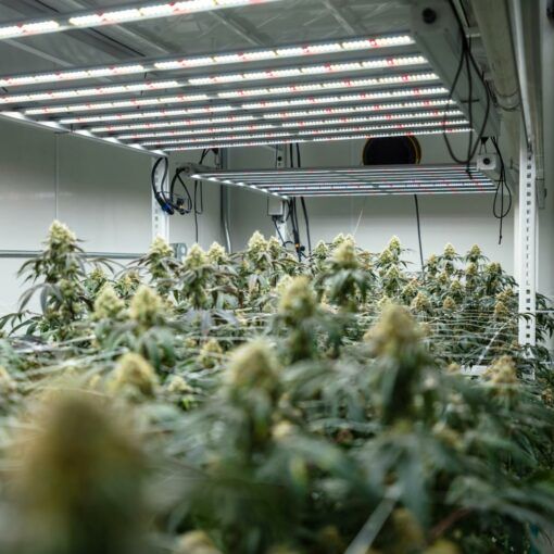 Kielkowanie nasion marihuany 4