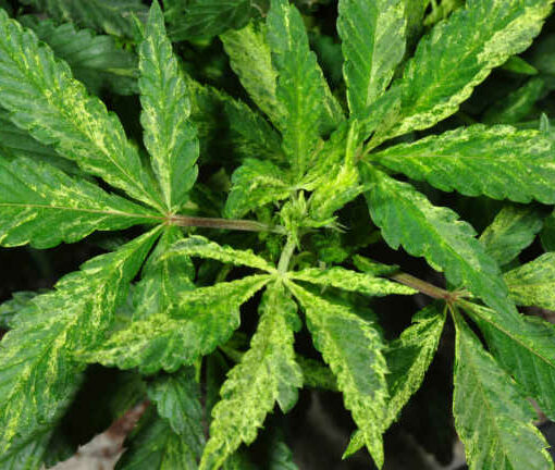 Kreatywne odmiany marihuany 4