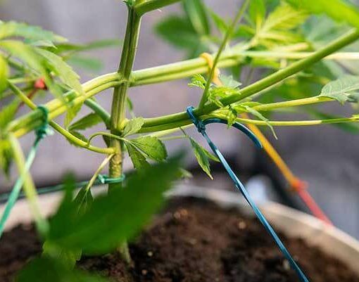 Marihuana szkodlwa dla wątroby 3