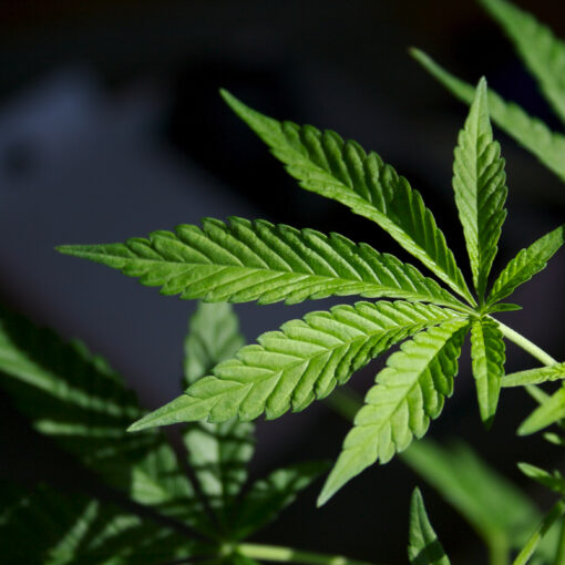 Marihuana zarwrot glowy 3