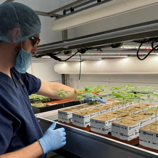 Nawożenie w hydroponice 3.jpg