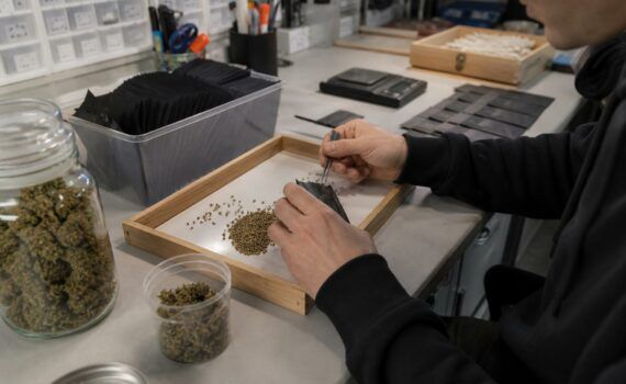 Pakowanie nasion marihuany w seedbanku