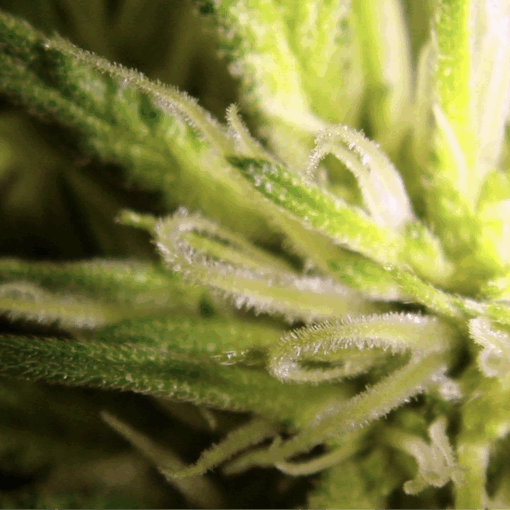 Rodzaje świateł do uprawy 9