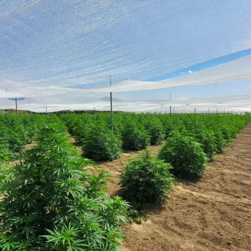 Stymulatory wzrostu 4