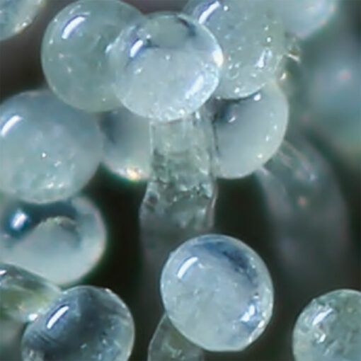 Trichomy w roslinach marihuany 4