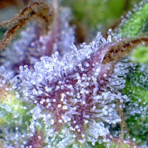 Ultra mocne thc i cbd