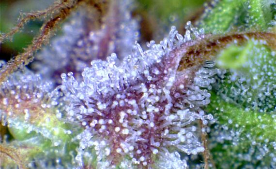 Ultra mocne thc i cbd 3