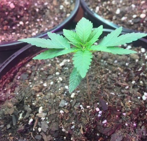 Wprowadzanie sadzonki d uprawy 7 1