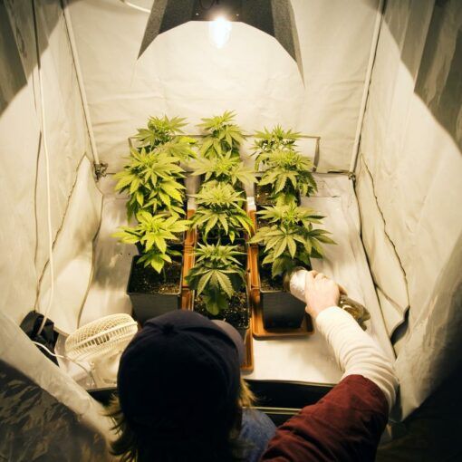 żelazo w uprawie marihuany 4