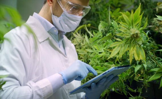 Zen szen efekty thc 1